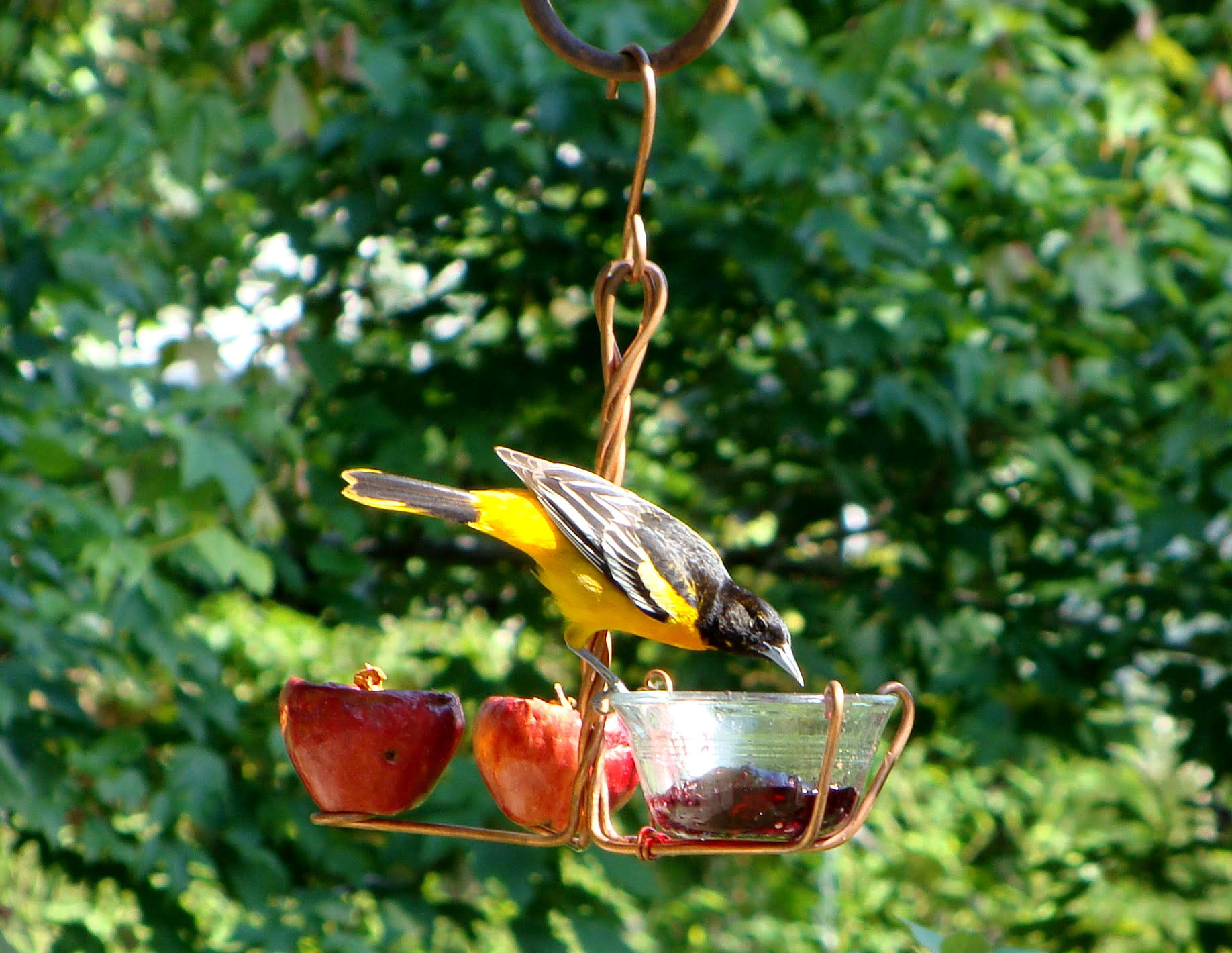 Songbird Essentials Sehhfrjl Fruit And Jelly Feeder