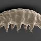 Scientists Finally Figured Out Why Tardigrades Are So Indestructible 