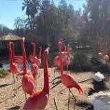 Micke Grove Zoo, Sacramento Zoo take steps to prevent avian flu
