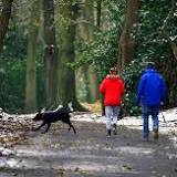 Elderly walking speed could indicate dementia risk, study finds