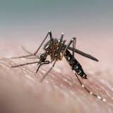 Some viruses make you smell tastier to mosquitoes
