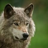 Ice Age wolf genomes home in on dog origins