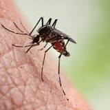 Uttar Pradesh health officials on high alert as dengue cases rise alarmingly