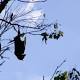 $1M to help councils manage problem flying fox colonies 