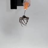 Rice engineers get a grip with 'necrobotic' spiders