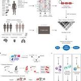 Integration of Single-Cell RNA-seq, Genomic Data Reveals Cell Types Involved in Genetic Diseases