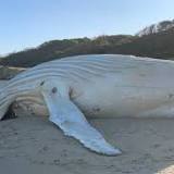 'Not Migaloo': Early investigations find dead white whale not famous mammal