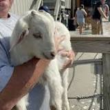 Watch as goats are evacuated from Murrells Inlet South Carolina island