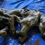 Mummified Baby Woolly Mammoth With Skin And Hair Found Nearly Perfectly Preserved