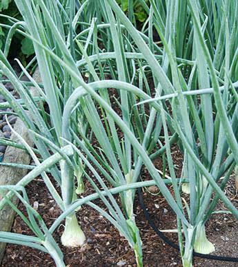 Walla Walla Sweet Onion Plants (2, Bunch)