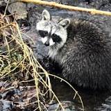 Raccoon Killed Haddonfield Area Tests Positive For Rabies