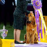 Westminster dog show 2022: Live updates and best in show