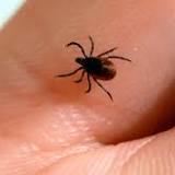 Lyme disease vaccine: 1st potential shot in 20 years enters late-stage trial