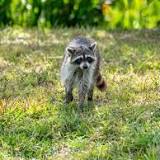Rabid Raccoon Removed From Camden County Yard