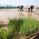 Chinese scientists develop rice that can grow in seawater, potentially creating enough food for 200 million people - The Independent