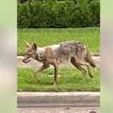 Dallas Police Searching for Coyote, Child in Critical Condition after Bite