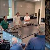 Burmese python weighing over 200 lbs. caught in Naples, Florida: 'Next-level snake'