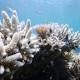 Great Barrier Reef: Report warns next term of government will seal its fate, Climate Council says 