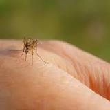 More mosquitoes in Millcreek test positive for West Nile virus