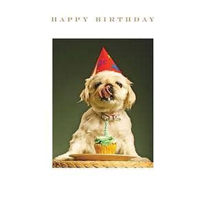 Happy Birthday Dog in Party Hat
