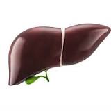 Major breakthrough in transplant surgery as liver is kept alive for days