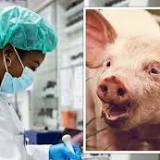 One hour after death, life restored in dead pig's tissues