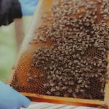 NSW issues bee lockdown after deadly varroa mite parasite discovered