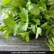 http://food.ndtv.com/health/coriander-or-cilantro-uses-and-benefits-for-skin-and-health-1736615