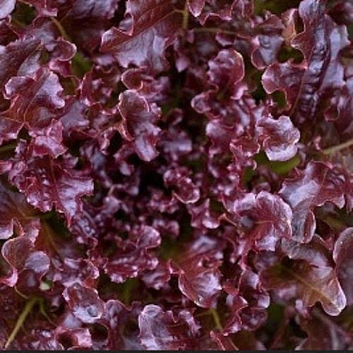 Hirt's Gardens Royal Red Lettuce Seeds - 3 Grams - Maroon Red
