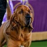 Trumpet, a bloodhound, wins Best in Show at the Westminster Dog Show