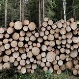 Rekordartad ökning av skogspriser efter sanktioner
