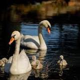 2 Charles River Esplanade swans euthanized following symptoms of avian flu