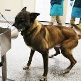 Dogs May Be More Effective At Detecting Covid-19 Than Nasal PCR Tests
