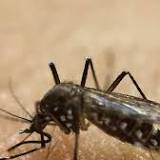 Scientists use mosquitoes to administer vaccines to test subjects