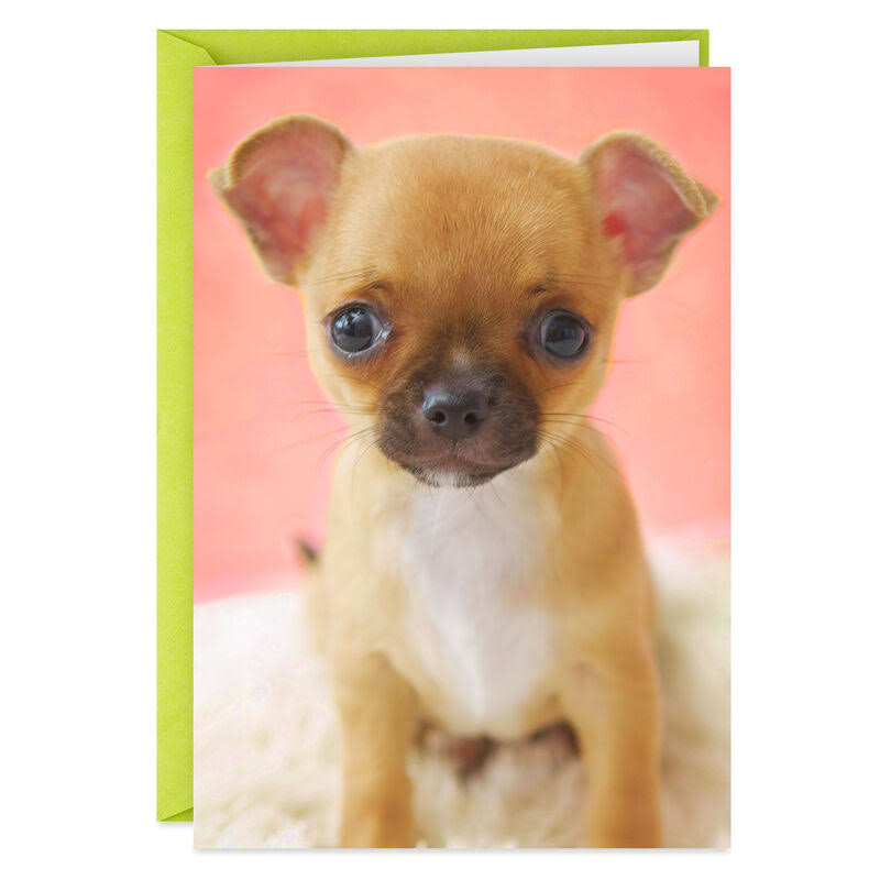 Hallmark Thank You Card, Cute Puppy Got Your Attention Funny Thank-You Card