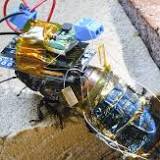 Japan-led researchers develop rechargeable cyborg cockroach