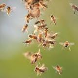 Honeybee swarms generate more electricity per metre than a storm cloud