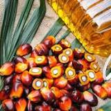 Indonesian palm oil audit a chance to clean up 'very dirty' industry