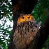 Flaco, the owl