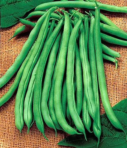 Blue Lake Bush Bean - 400+ Seeds, 120ml - Value Pack! | Lawn & Garden | 30 Day Money Back Guarantee | Best Price Guarantee | Delivery Guaranteed