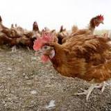 Nebraska Agriculture Officials Say Another 1.8 Million Chickens Must Be Killed After Bird ... - Latest Tweet by Bloomberg