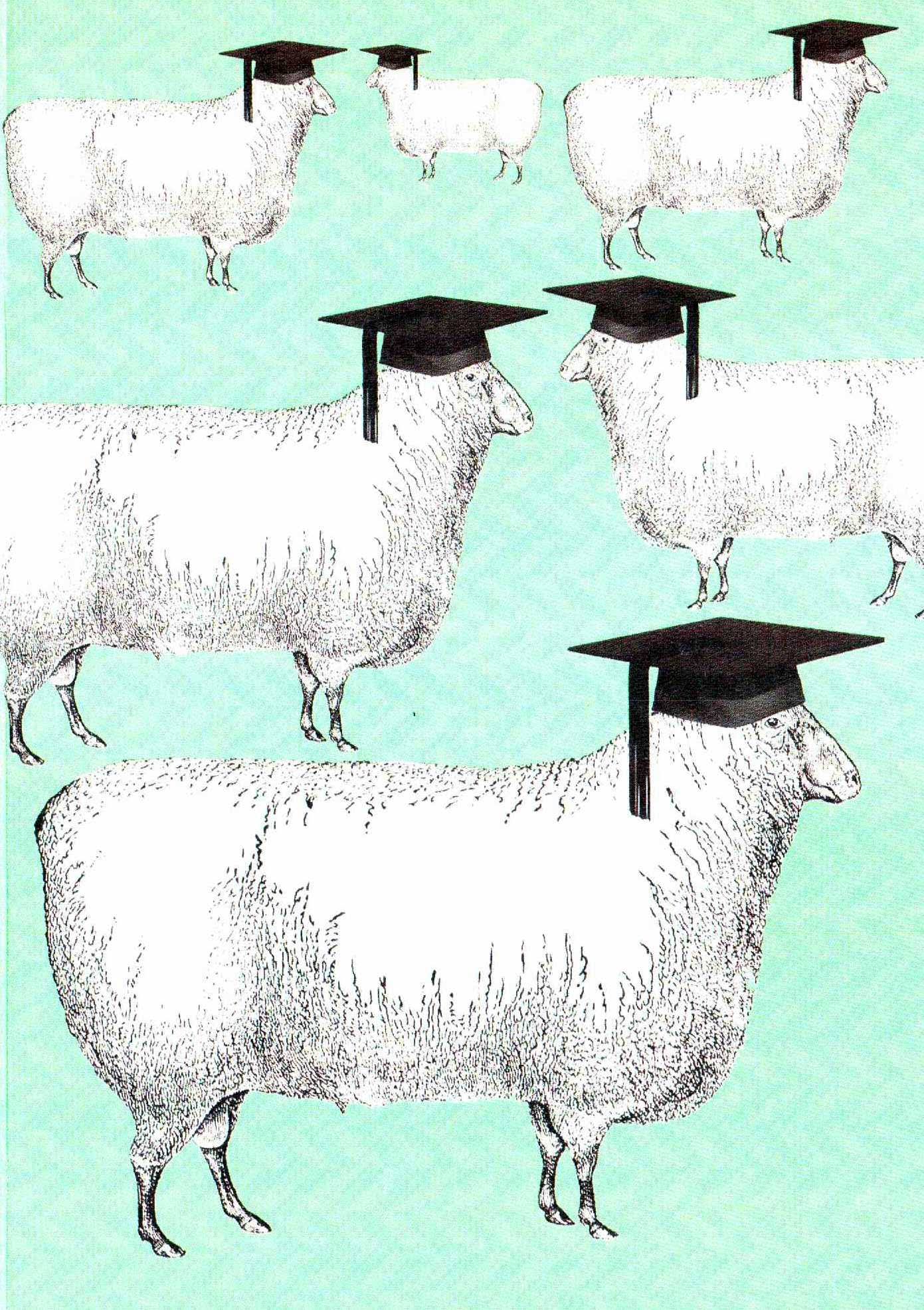 Graduation Card - Sheep Just Got Real