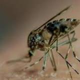 Bacteria-infected Mosquitoes Developed By ICMR-VCRC Can Help Control Dengue, Chikungunya