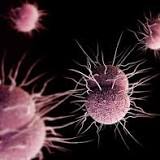 Mutation In Key Molecules Could Stop Gonorrhea Infection, Biomedical Sciences Researchers Find