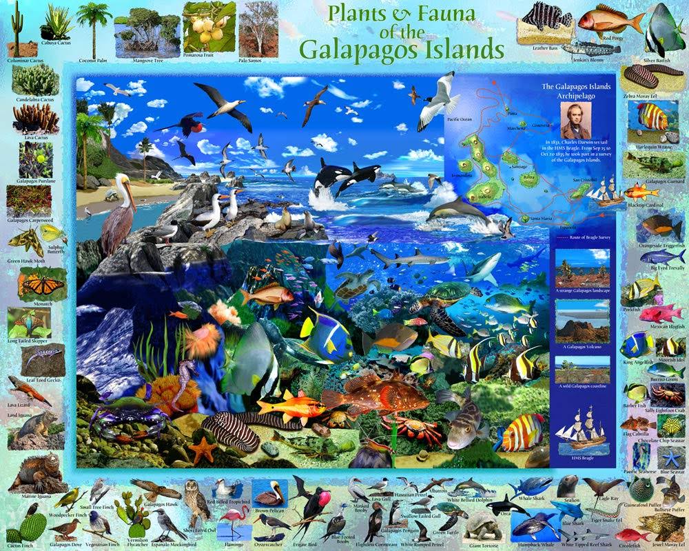 Vermont Christmas Company Galapagos Jigsaw Puzzle 1000 Piece