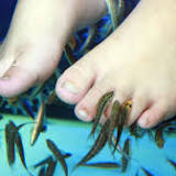 “Fish pedicure” should go to hell
