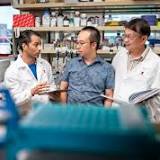 Research team finds new way to identify 'safe harbor' for gene therapies