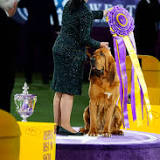 Trumpet the bloodhound wins Westminster Kennel Club dog show