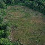 La Colombie propose un fonds international pour que les paysans protègent l'Amazonie