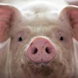Scientists restore cell, organ function in pigs after death